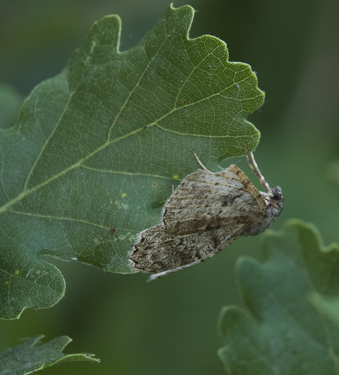 Hypomecis roboraria   Geometridae